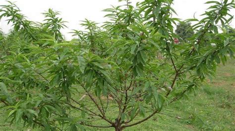 仙桃樹開花|桃子開花結果期要注意的，很容易被忽視，來看看是哪。